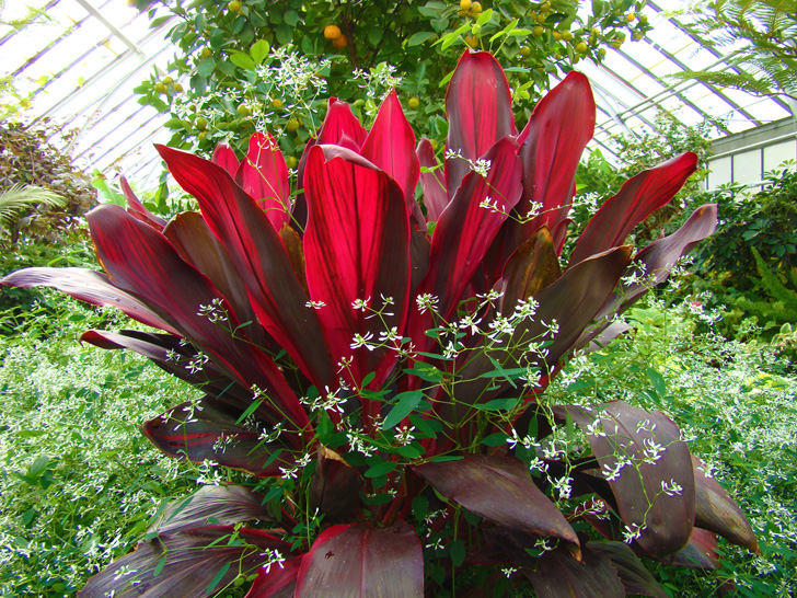 Conservatory Plants The Biltmore Estate