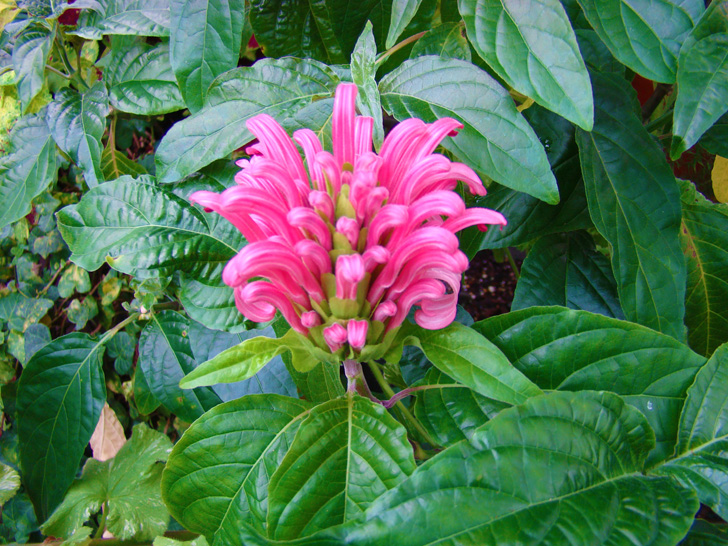 Conservatory Plants The Biltmore Estate