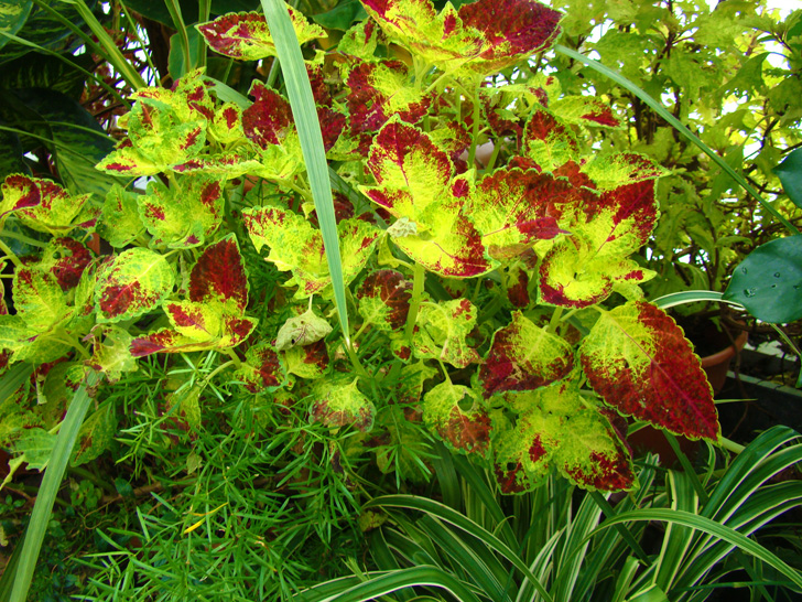 Conservatory Plants The Biltmore Estate