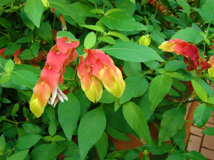 Conservatory Plants The Biltmore Estate