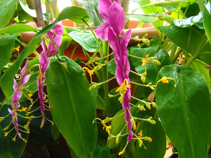 Conservatory Plants The Biltmore Estate