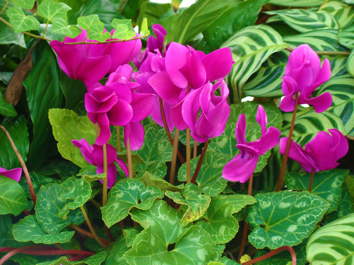 Conservatory Plants The Biltmore Estate