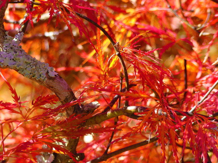 Foliage The Biltmore Estate