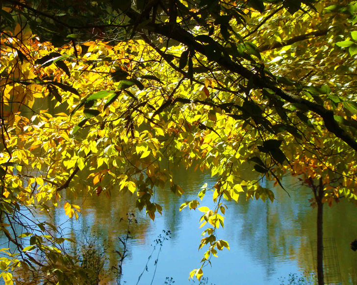 Biltmore Estate Pond