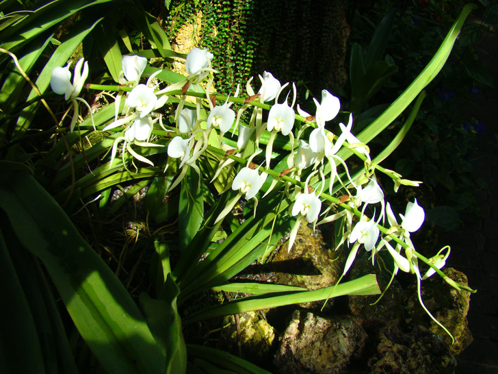 Atlanta Botanical Garden Orchid Center