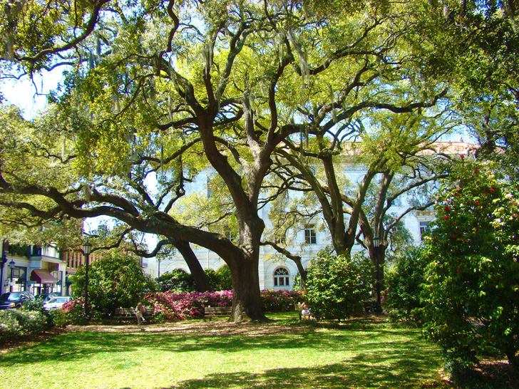 Live Oaks Savannah Georgia