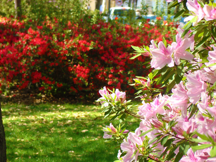 Azaleas in the Square Savannah Georgia