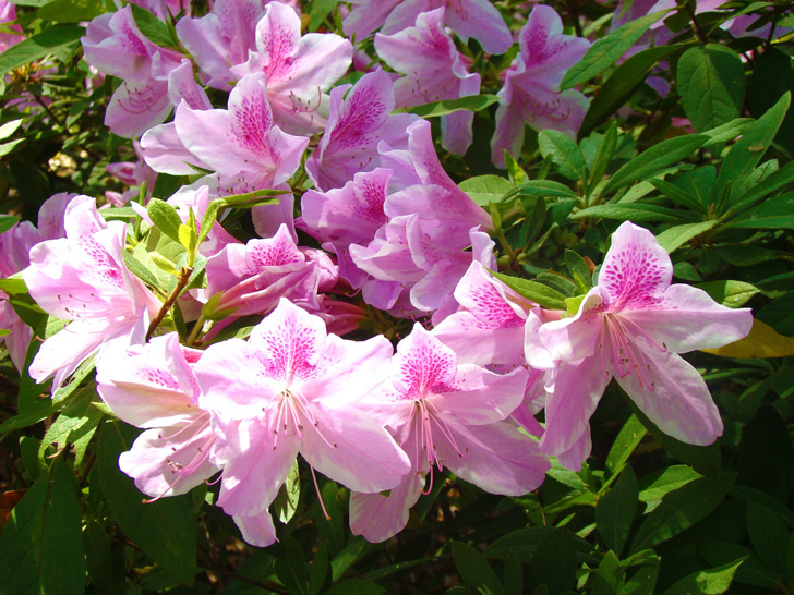 Azaleas in Forsyth Park Savannah Georgia