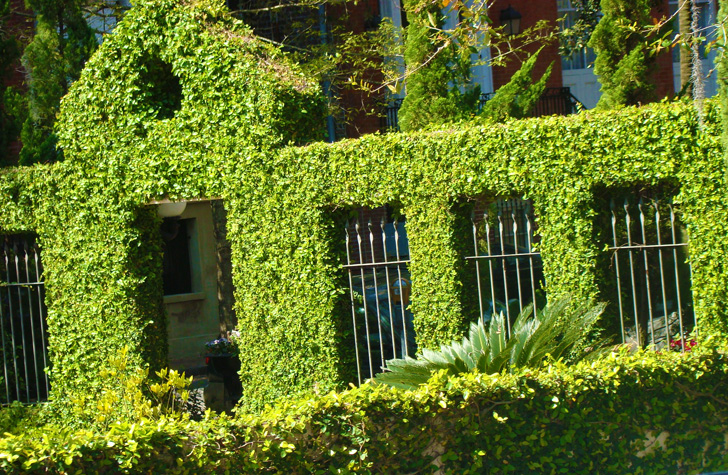 A Living Fence Savannah Georgia