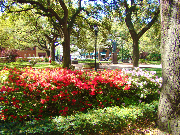 More Azaleas Savannah Georgia