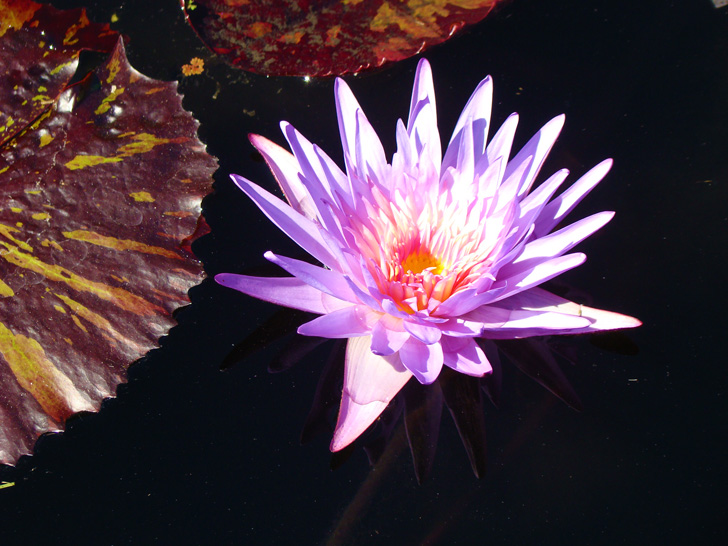 Atlanta Botanical Garden - Aquatic Plant Pond