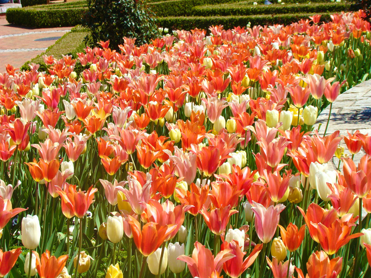 Atlanta Botanical Garden Tulips