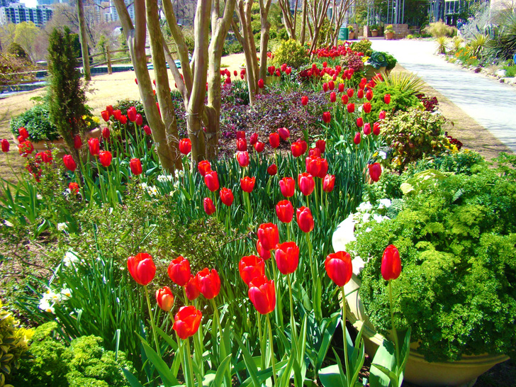 Atlanta Botanical Garden Tulips