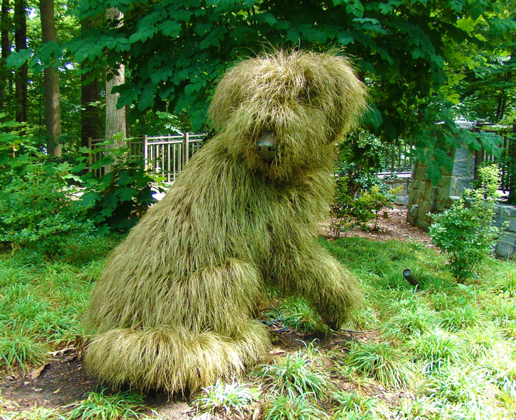 Atlanta Botanical Garden Shaggy Dog