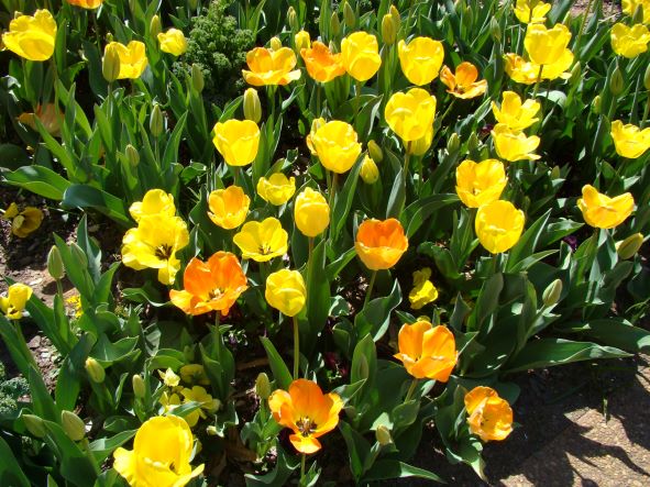 Tulips Atlanta Botanical Garden