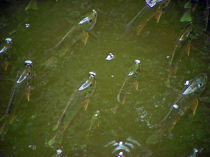 Fish in Mangroves School St. Petersburg Florida