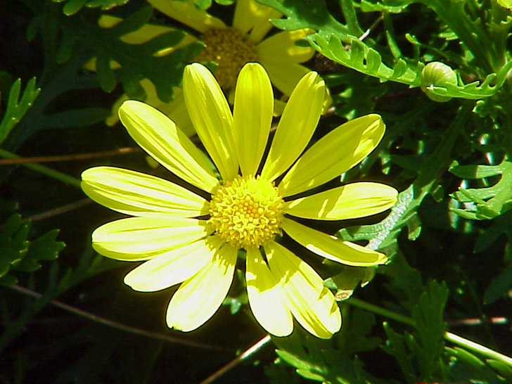 Flowering Plant Tampa Florida