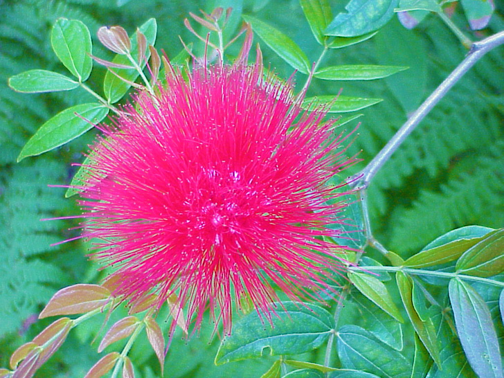 Bottle Brush Plant Tampa Florida