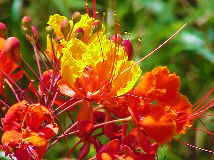 Colorful Plant Tampa Florida