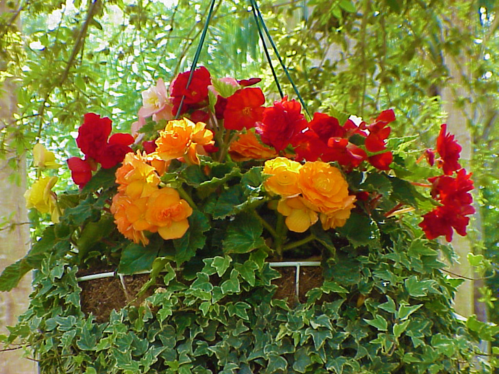 Flower Baskets Busch Gardens Tampa