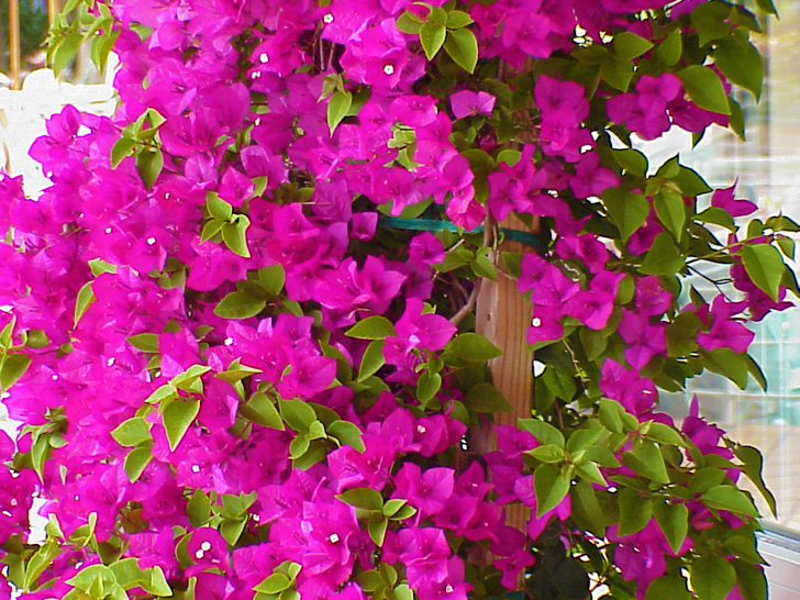 Bouganvillea Busch Gardens Tampa