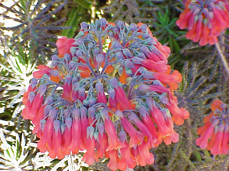 Unusual Plant Selby Gardens Sarasota Florida