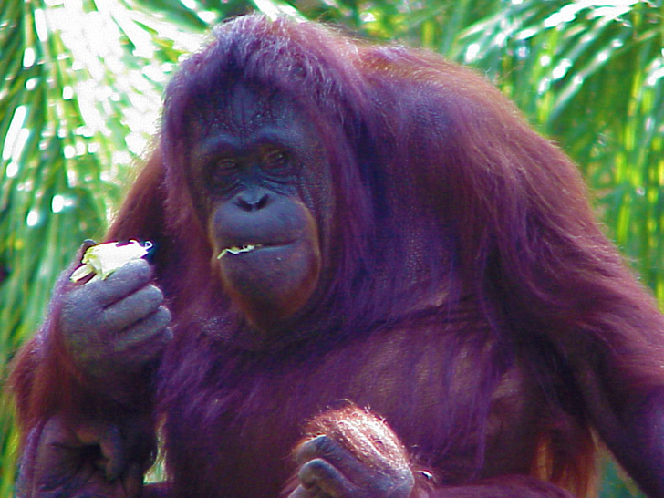 George Busch Gardens Tampa