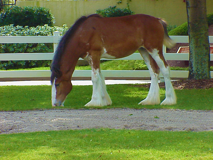 Clydesdale Busch Gardens Tampa