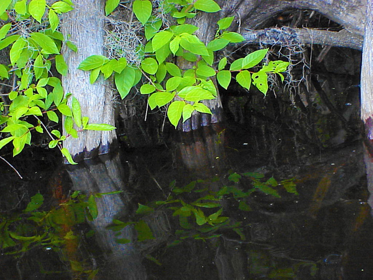 Hillsborough River Tampa Florida