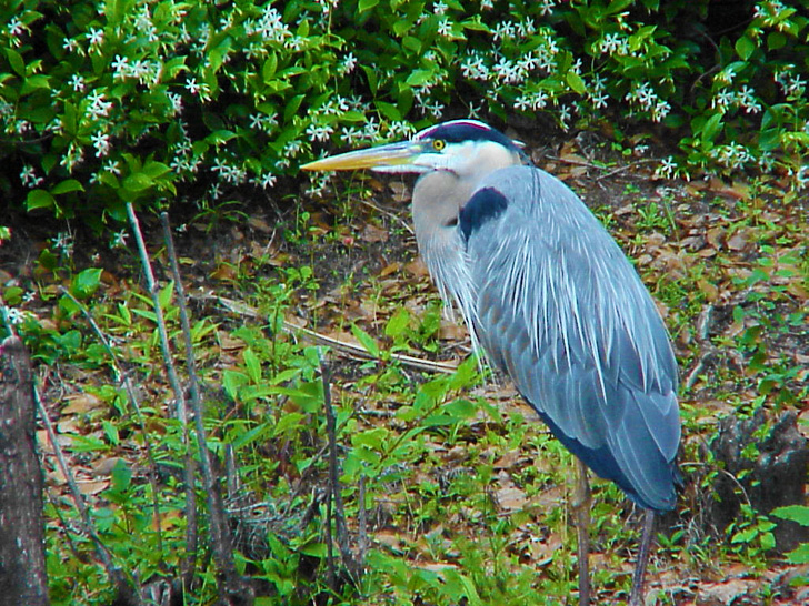 Anhinga on the Hillsborough River Tampa Florida