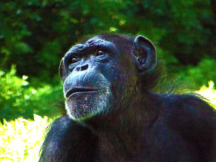 Wise Resident Busch Gardens Tampa