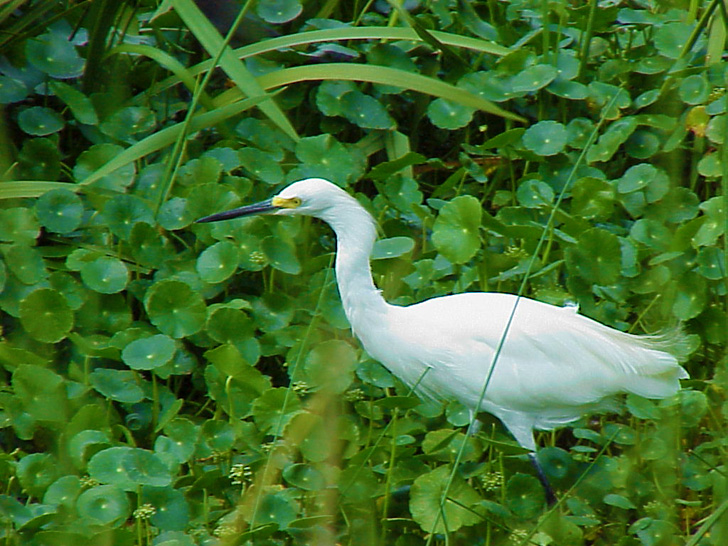 Egret Fishing in the Mangroves St. Petersburg Florida