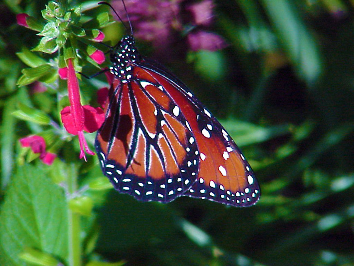 MOSI Butterfly Tampa Florida