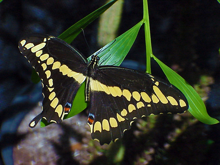 MOSI Butterfly Tampa Florida