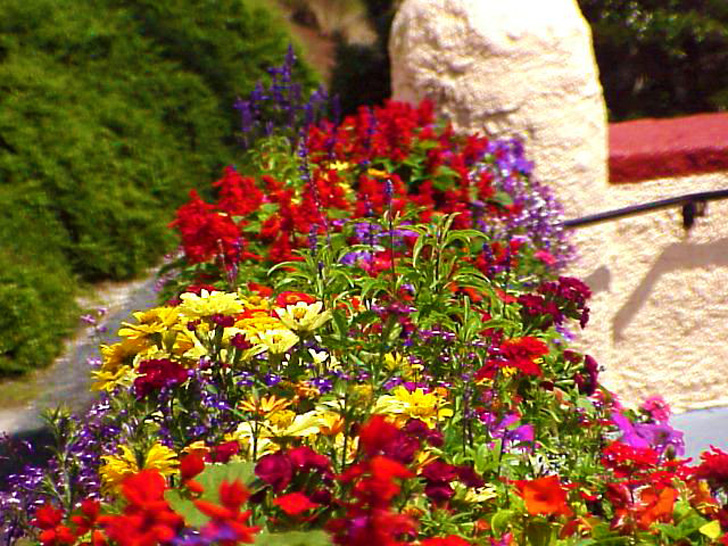 Flower Wall Busch Gardens Tampa