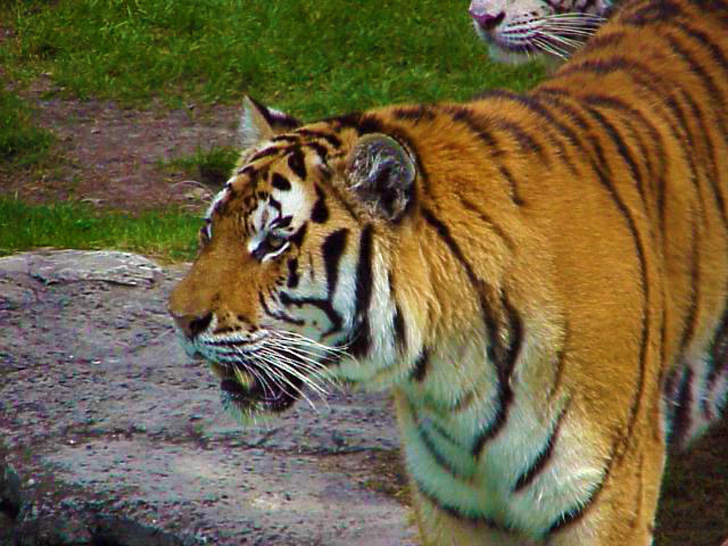 Hungry Resident Busch Gardens Tampa