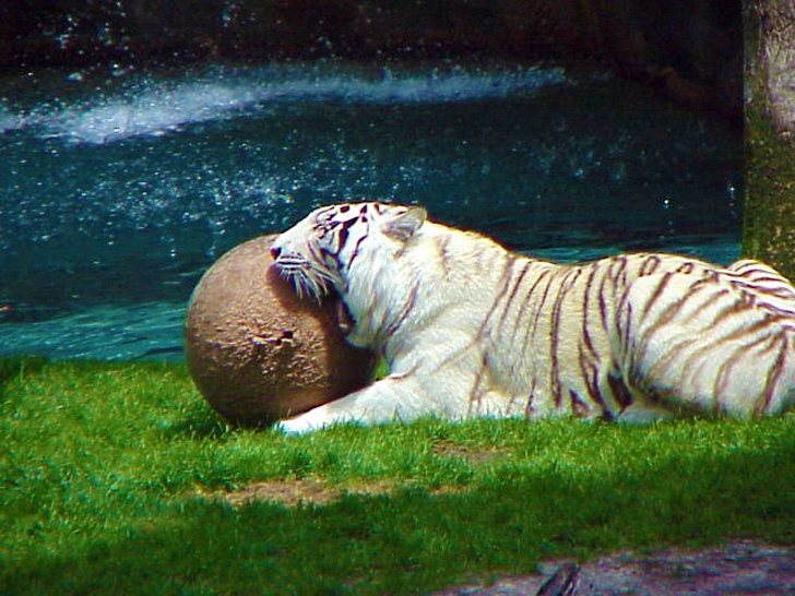 Sleepy Resident Busch Gardens Tampa