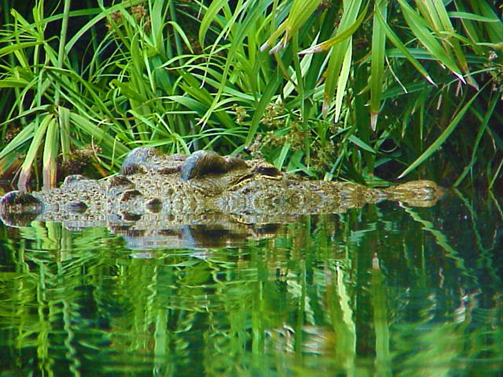 Florida Gator Busch Gardens Tampa