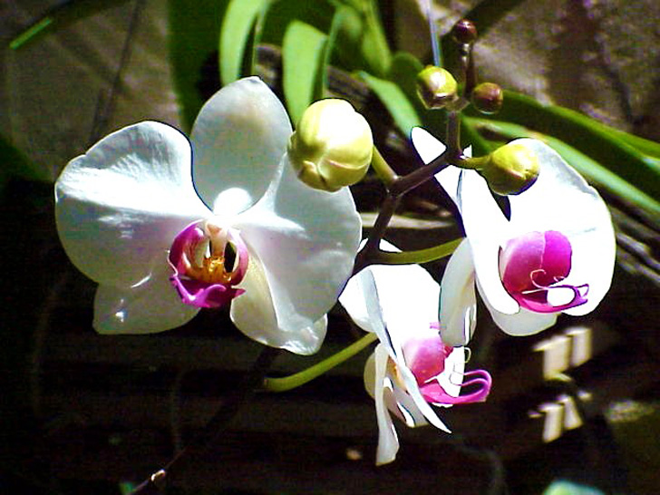 Orchid Garden Busch Gardens Tampa