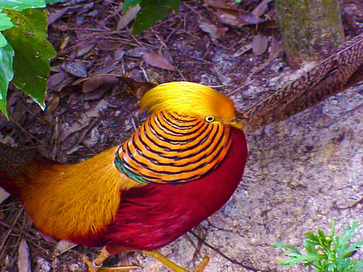 Bird Exhibit Busch Gardens Tampa