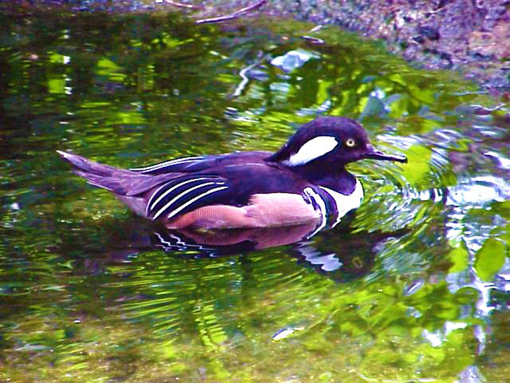 Bird Exhibit Busch Gardens Tampa