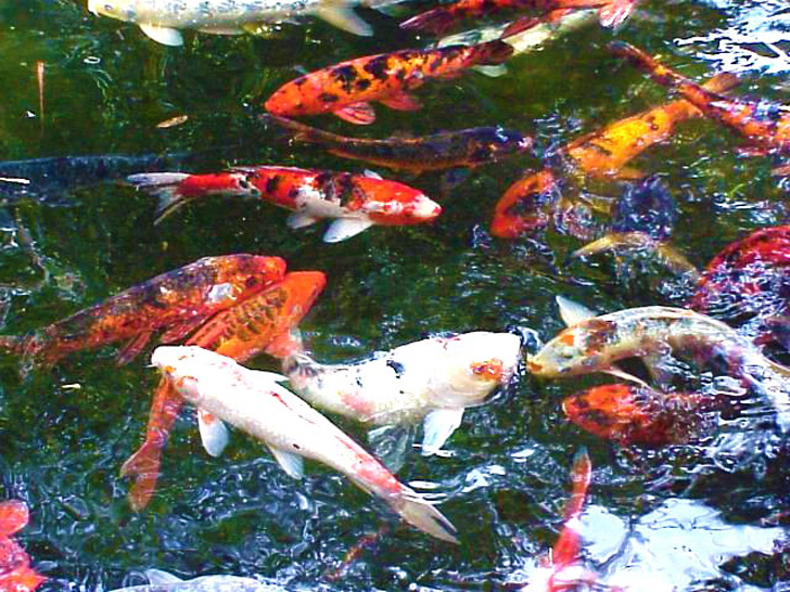 Japanes Carp Busch Gardens Tampa