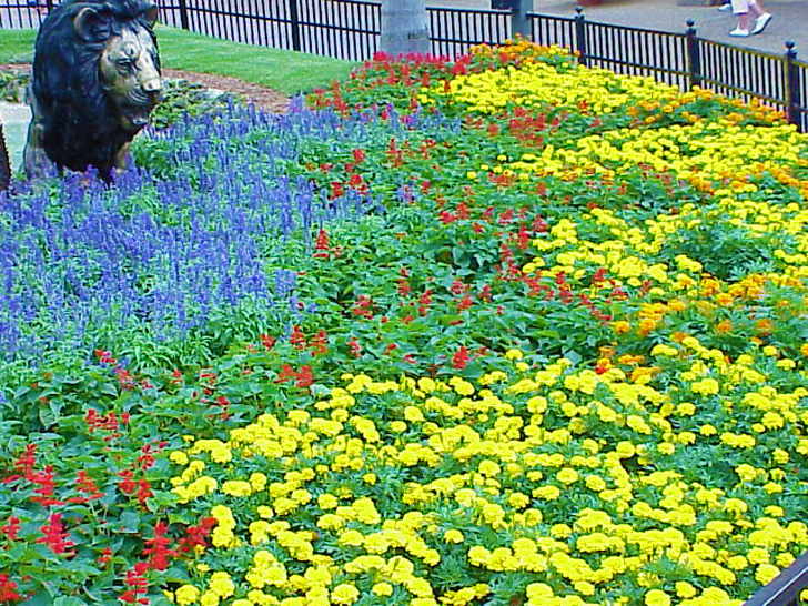 Flowers Busch Gardens Tampa