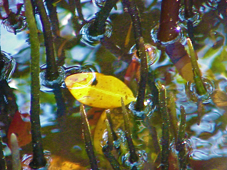 Mangroves St. Petersburg Florida