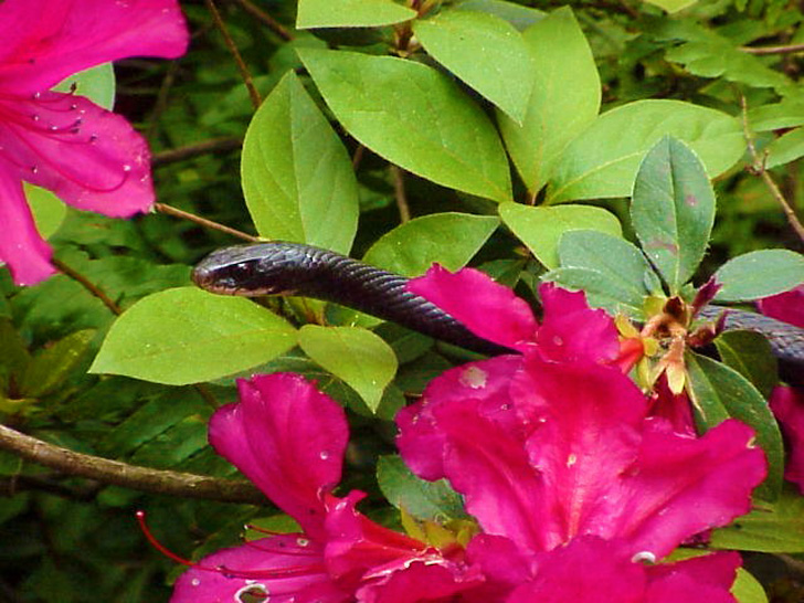 Black Racer Tampa Florida