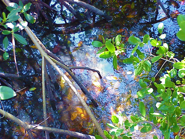 Mangroves St. Petersburg Florida