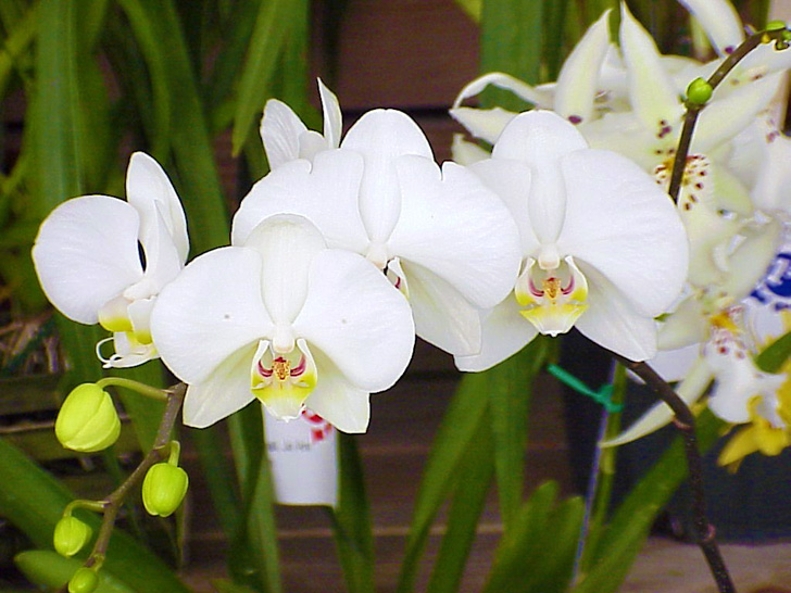 Conservatory Orchids Selby Gardens Sarasota Florida