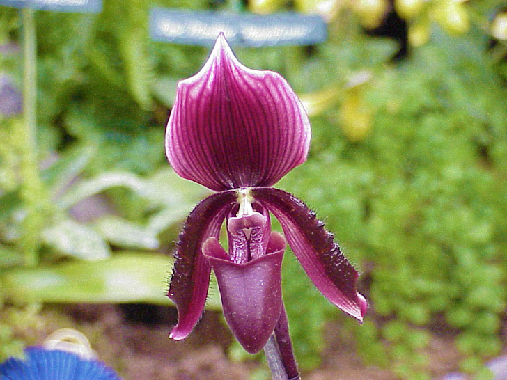 Conservatory Orchids Selby Gardens Sarasota Florida