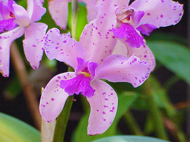 Conservatory Orchids Selby Gardens Sarasota Florida