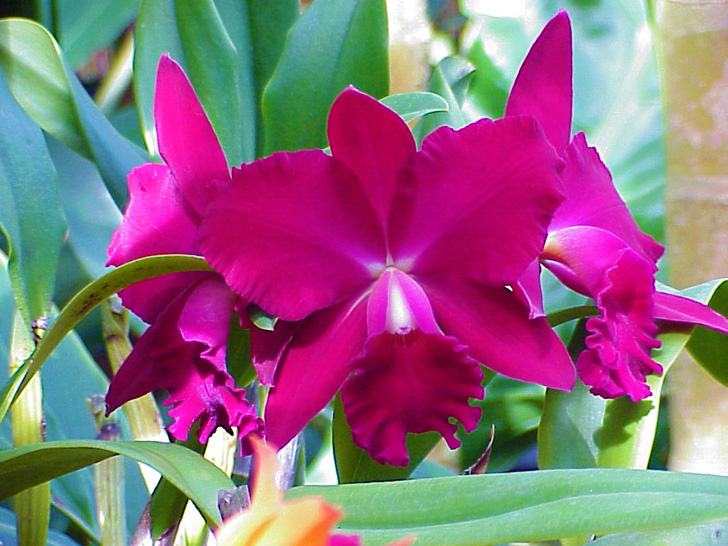 Conservatory Orchids Selby Gardens Sarasota Florida